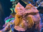 Ricordea mushroom oranje koraal., Dieren en Toebehoren, Vissen | Aquariumvissen, Overige typen, Zoutwatervis