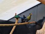 Witwangtoerako | Toerako's | Sierlijke vogels veel keuze!, Meerdere dieren, Tropenvogel, Geringd