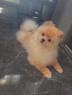 Kleur is wit met oranje, Dieren en Toebehoren, Honden | Poolhonden, Keeshonden en Oertypen, Rabiës (hondsdolheid), 15 weken tot 1 jaar
