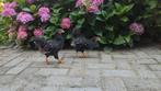 Jonge Barneveldse zilver gezoomde kippen. Groot, Dieren en Toebehoren, Pluimvee, Geslacht onbekend, Kip