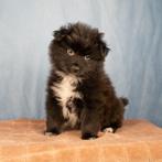 Bijzonder mooie pomeriaan / keeshond pups nog 2 reuen 🥰, Dieren en Toebehoren, Keeshond, Reu, CDV (hondenziekte), 8 tot 15 weken