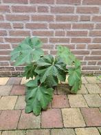 Tetrapanax papyrifera `Steroidal Giant` - Rijstpapierplant, Ophalen, Overige soorten, Volle zon