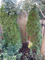 2 coniferen zelf uitgraven!!, Ophalen, Volle zon, Overige soorten