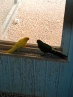 Te koop een koppel kakarikies, Meerdere dieren, Parkiet