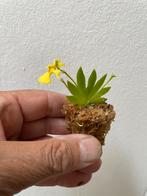 3 x psygmorchis pusilla , oncidium orchidee, Verzenden, Zo goed als nieuw, Plant(en), Steen of Hout