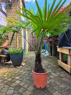 Trachycarpus fortunei stam 35/40cm winterharde Palmboom, Tuin en Terras, Planten | Bomen, Ophalen, Palmboom, 100 tot 250 cm