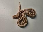 0.1 spotnose leopard lesser dubbel het clown pied, Dieren en Toebehoren, Reptielen en Amfibieën, Slang, 0 tot 2 jaar