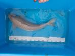 Koi karper  50 cm, Dieren en Toebehoren, Vissen | Vijvervissen