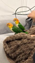 Süper tamme Caiques Roestkop&groendij, Dieren en Toebehoren, Vogels | Parkieten en Papegaaien, Mannelijk, Papegaai, Geringd