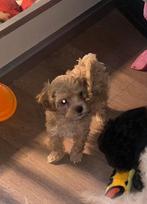 Maltipoo pups, Dieren en Toebehoren, Honden | Chihuahua's en Gezelschapshonden, Poedel, 8 tot 15 weken, Meerdere, Meerdere dieren