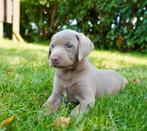 Labmaraner pups ( labrador x weimaraner ), Dieren en Toebehoren, Nederland, CDV (hondenziekte), 8 tot 15 weken, Meerdere