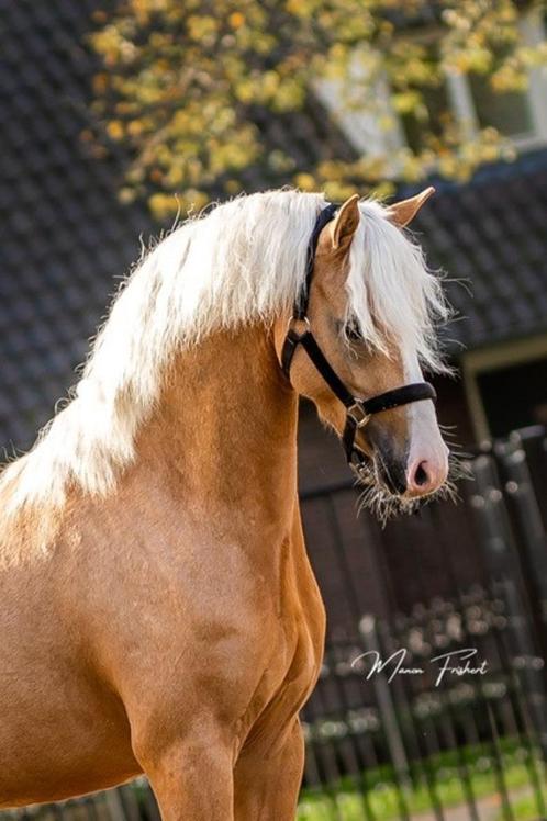 Ter Dekking, Dieren en Toebehoren, Paarden en Pony's | Dekhengsten en Fokmerries, Hengst