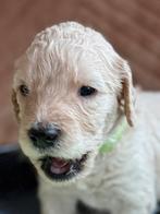 Labradoodle/ Goldendoodle ook wel doubledoodle genoemd, Parvo, 8 tot 15 weken, Meerdere, Nederland