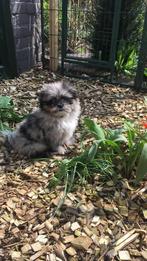 Shitzu pomeriaan, Dieren en Toebehoren, Honden | Chihuahua's en Gezelschapshonden, 6 jaar of ouder, Parvo, Eén hond, Nederland