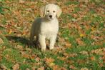 Leuke Golden Retriever pups, Dieren en Toebehoren, Golden retriever, Nederland, CDV (hondenziekte), 8 tot 15 weken