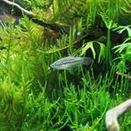 Dwergknorgourami - Trichopterus pumila, Vis, Zoetwatervis