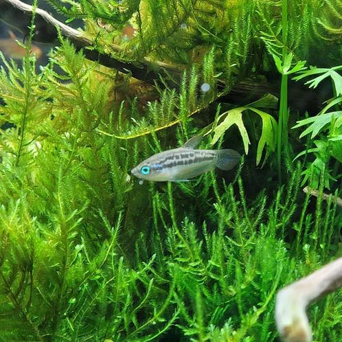 Dwergknorgourami - Trichopterus pumila, Dieren en Toebehoren, Vissen | Aquariumvissen, Zoetwatervis, Vis