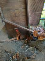 1-3 sebright goud, Dieren en Toebehoren, Pluimvee, Meerdere dieren, Kip