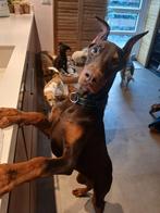 Prachtige lieve Dobermann pup zoekt goudenmand, Dieren en Toebehoren, Honden | Bulldogs, Pinschers en Molossers, 15 weken tot 1 jaar
