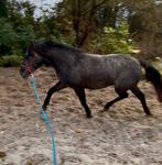 Te koop mooie en lieve  4 jarige D pony onbeleerd, Dieren en Toebehoren, Merrie, Springpony, Gechipt, 3 tot 6 jaar