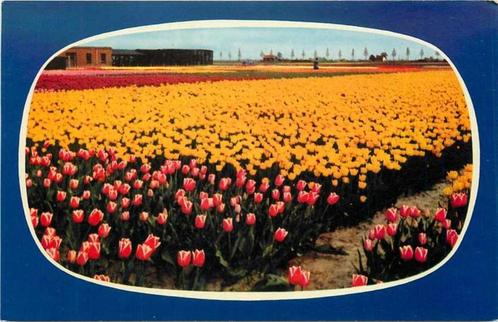 (300-060-011) Nederland Holland in bloementooi, Verzamelen, Ansichtkaarten | Nederland, Verzenden