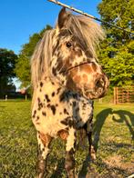 Knappe appaloosa ter dekking!, Hengst