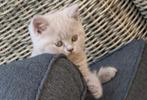 Prachtige Brits korthaar kittens beschikbaar, Meerdere dieren, Gechipt, 0 tot 2 jaar