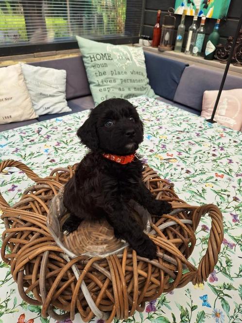 Kruizing Labradoodle's puppy's, Dieren en Toebehoren, Honden | Niet-rashonden, Klein, Reu, Particulier, Meerdere, Nederland, 8 tot 15 weken