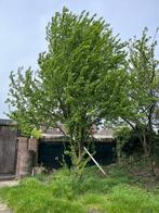 Mooie pruimenbomen, Geel en rode pruimen, Tuin en Terras, Planten | Bomen, Overige soorten, Ophalen of Verzenden