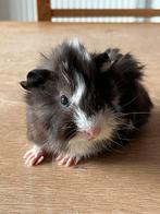 Tamme jonge cavia beertjes, Dieren en Toebehoren, Cavia, Mannelijk, Tam, Oktober