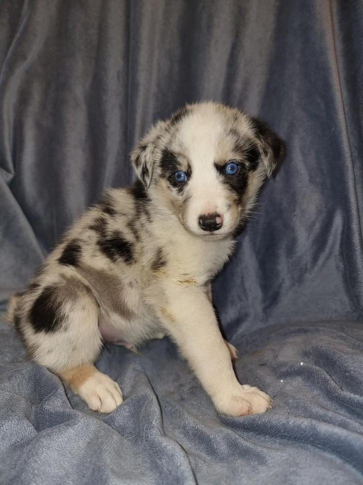 Husky x australische herder pups, 1 teefje vrijgekomen!, Dieren en Toebehoren, Honden | Herdershonden en Veedrijvers, Meerdere dieren