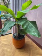 Bananenplant Musa Dwarf, Ophalen, Overige soorten