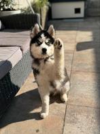 siberische husky, Dieren en Toebehoren, Particulier, Rabiës (hondsdolheid), Reu, 8 tot 15 weken