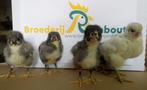 Australorp kuikens, Kip, Meerdere dieren