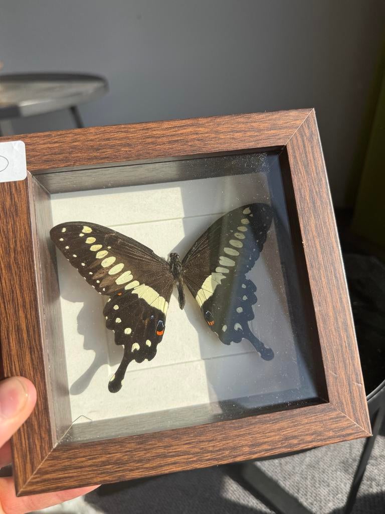 Opgezette vlinder in dieptelijst, Ophalen of Verzenden