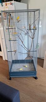 Drie gele zak kanaries met kooi, Ophalen of Verzenden, Zo goed als nieuw, Vogelkooi
