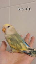 Handtamme baby agapornis. +/- 6 weken oud. zie beschrijving., Geslacht onbekend, Dwergpapegaai of Agapornis, Geringd