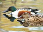Meerdere koppels siereenden te koop, Dieren en Toebehoren, Pluimvee, Meerdere dieren, Eend