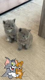 Britse korthaar‍, Dieren en Toebehoren, Katten en Kittens | Overige Katten, Kater, 0 tot 2 jaar