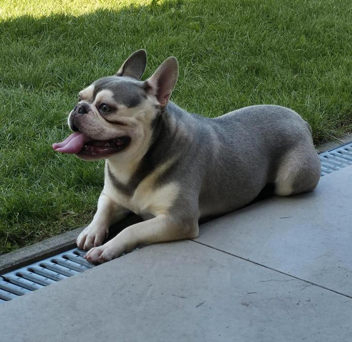 Super mooie jonge franse bulldog reu, Dieren en Toebehoren, Honden | Bulldogs, Pinschers en Molossers, Reu, Bulldog, Particulier