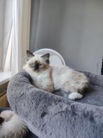 Heilige birmaan kitten, Poes, Gechipt, 0 tot 2 jaar