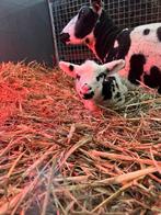 Scannen, drachtcontrole schaap, Vrouwelijk, Schaap