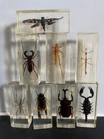 Insecten in hars, plus boekjes, Ophalen of Verzenden, Gebruikt