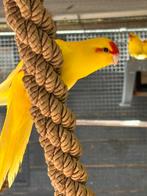 Kakariki div kleur vanaf 7weken, Dieren en Toebehoren, Meerdere dieren, Parkiet