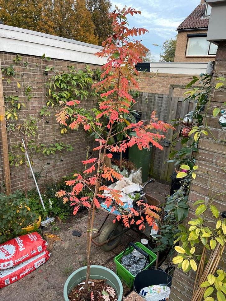 Zeldzame Sorbus Domestica - peerlijsterbes, Tuin en Terras, Planten | Bomen, Overige soorten, 100 tot 250 cm, Volle zon, Lente