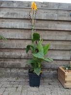Canna Cleopatra, Tuin en Terras, Planten | Tuinplanten, Ophalen, Overige soorten, Volle zon