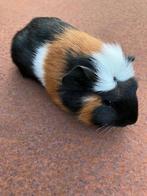 3 lieve vrouwtjes cavia’s te koop, Dieren en Toebehoren, Vrouwelijk, Cavia, Na 1 juli 2024, Tam