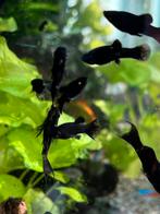 black molly, Dieren en Toebehoren, Vis, Zoetwatervis