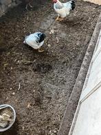 Pluimvee., Dieren en Toebehoren, Pluimvee, Mannelijk, Kip