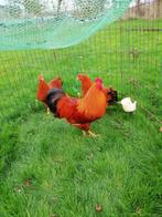 New Hampshire dwerghoen roodbruin 2025, Dieren en Toebehoren, Pluimvee, Meerdere dieren, Kip